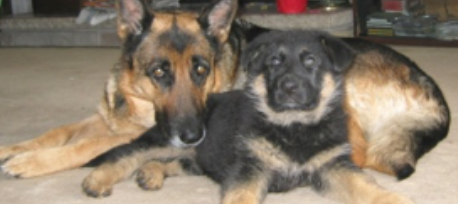 Lady Allan and 8 week-old pup